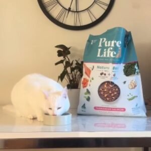 Cat images 500x500