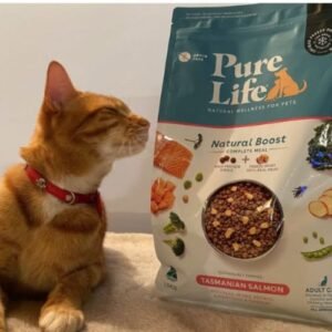 Cat images 500x500 (1)